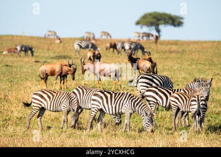 Das Bild zeigt eine Gruppe von Zebras im Vordergrund mit anderen wilden Tieren, darunter Gazellen im Hintergrund, die inmitten der üppigen Vegetation grasen Stockfoto