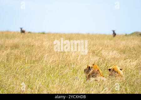 Zwei Löwen liegen versteckt in den hohen Gräsern der Maasai Mara, mit der Silhouette einer einsamen Antilope in der Ferne, die das wilde Wesen der Th zeigt Stockfoto