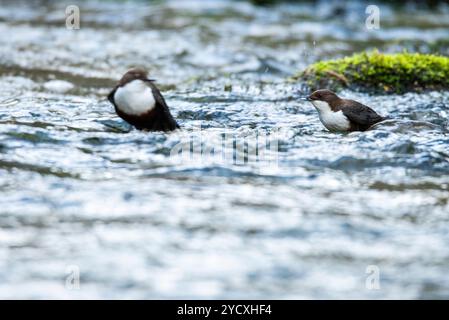 Zwei europäische Dipper, Cinclus cinclus, auf einem felsigen Bach gesichtet, die ihr natürliches Lebensraumverhalten wahrnehmen Stockfoto