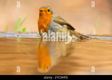 Ein pulsierender Europäischer Rotkehlchen spiegelt sich im ruhigen Wasser, während es ein erfrischendes Bad nimmt. Stockfoto