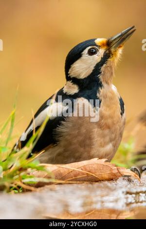 Nahaufnahme eines Fleckenspechtes, der in der Nähe des Wassers in seinem natürlichen Lebensraum thront. Stockfoto