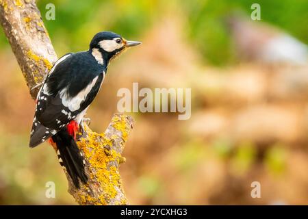 Ein großer gefleckter Spechte thront auf einem Flechtenzweig in einer natürlichen Umgebung. Stockfoto