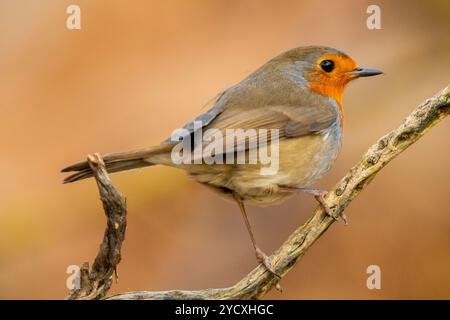 Eine Nahaufnahme eines europäischen Rotkehlchens, Erithacus rubecula, der elegant auf einem Zweig thront, mit einem weichen, verschwommenen Hintergrund, der die lebhafte plu des Vogels unterstreicht Stockfoto