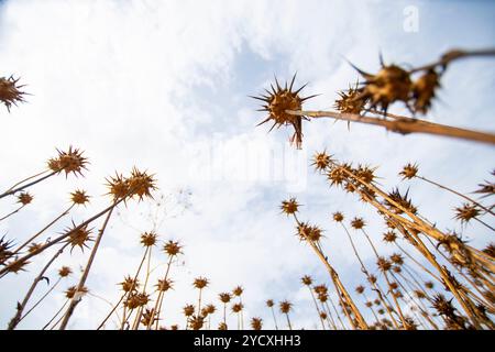 Die Ansicht aus der Wurmperspektive erfasst die scharfen Silhouetten getrockneter Distelpflanzen, mit scharfen Spitzen, die in Richtung eines weichen, bewölkten Himmels reichen. Stockfoto