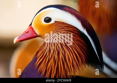 Eine detaillierte Nahaufnahme, die die komplizierten Muster und lebhaften Farben des Kopfes und des Gefieders einer männlichen Mandarinente festnimmt. Stockfoto