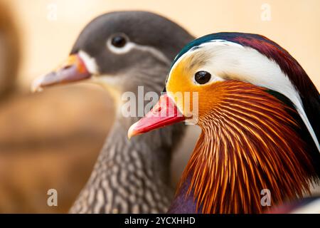 Nahaufnahme einer lebhaften männlichen Mandarinenente neben einem Weibchen mit detailliertem Gefieder. Stockfoto