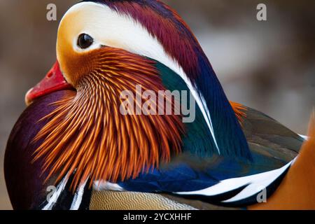 Eine detaillierte Nahaufnahme einer lebendigen Mandarinente mit ihren komplizierten Federmustern und auffälligen Farben. Stockfoto
