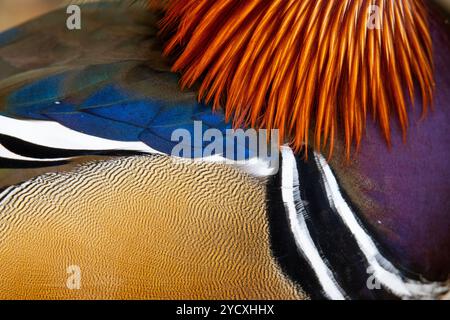 Eine detaillierte Textur, die die atemberaubenden Federmuster und Farben einer Mandarinente zeigt und die Kunstfertigkeit der Natur unterstreicht. Stockfoto