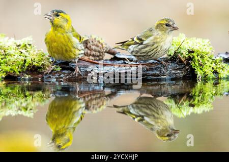 Ein Paar eurasischer Sislinge, Spinus spinus, thront neben einem reflektierenden Teich, umgeben von leuchtendem grünem Moos und Tannenzapfen, während sie Wasser trinken, mit Stockfoto