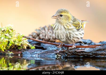 Ein detailliertes Bild eines eurasischen Sisskin, Spinus spinus, der neben einem Kiefernkegel und Moos bei einer Wasserpfütze steht und sich subtil im stillen Wasser reflektiert Stockfoto