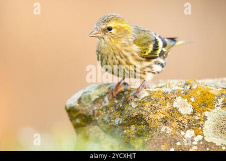 Ein lebendiger eurasischer Sisskin, Spinus Spinus, thront anmutig auf einem moosigen, flechtenbedeckten Felsen und zeigt sein verwickeltes gelbes und schwarzes Gefieder Stockfoto