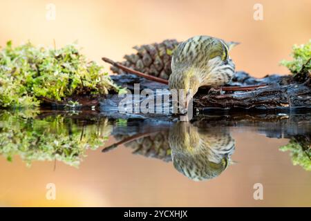 Ein eurasisches Sisskin, Spinus spinus, schlürft Wasser aus einem ruhigen Teich, dessen Bild sich klar auf der stillen Oberfläche spiegelt, vor einem Hintergrund von üppigem Moos Stockfoto