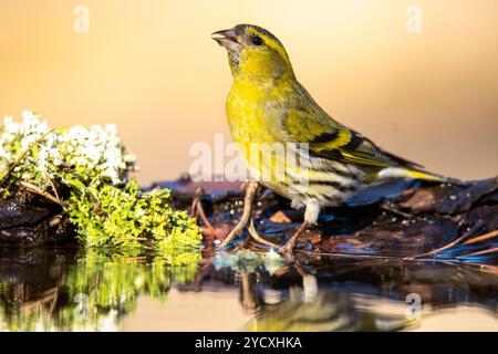 Ein lebendiger eurasischer Goldfink, Spinus spinus, neben dem Wasser eines ruhigen Teichs, umgeben von grünen Blättern und reflektiert sich im klaren Wasser Stockfoto