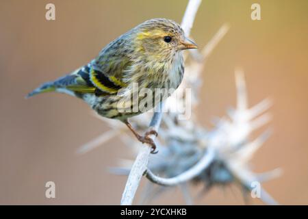 Ein Nahaufnahme-Bild, das die komplizierten Details eines eurasischen Sisskin, Spinus spinus, erfasst, während er auf einem spitzen Zweig sanft ausbalanciert und seine Vibr zeigt Stockfoto