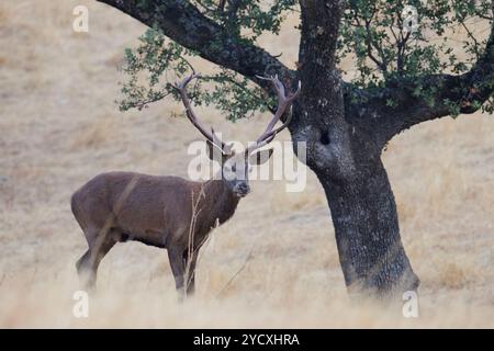 Ein einsamer Rotwild steht auf dem Grasland der Sierra Morena, Spanien, und zeigt sein beeindruckendes Geweih unter einem Baldachin aus Steineiche. Stockfoto