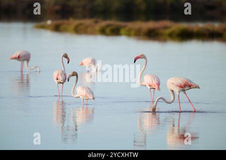 Eine heitere Flamingos-Schar sucht bei Sonnenuntergang in den ruhigen Gewässern des spanischen Delta del Ebro nach Nahrungsmitteln, während die Reflexionen unter ihnen leuchten. Stockfoto