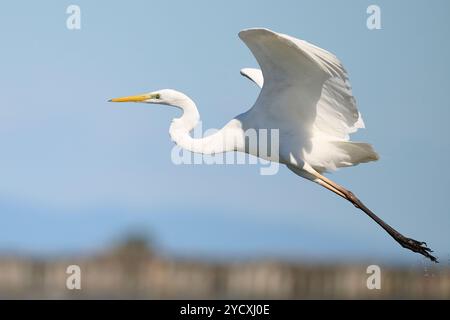 Das Bild zeigt einen weißen Reiher im Flug, der anmutig über einem ruhigen See in Spanien schwingt. Das Foto hebt die ausgestreckten Flügel und Kontur des Vogels hervor Stockfoto