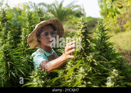 Ein Gärtner mit Strohhut behandelt Cannabispflanzen im hellen Sonnenlicht auf einer Farm während der Sommerzeit sorgfältig Stockfoto