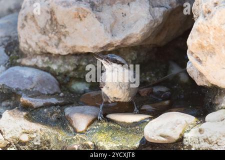 Ein kurioser Nackthaken, der auf einem felsigen Boden neben einem kleinen Wasserbecken steht und nach oben blickt. Stockfoto