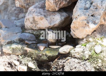 Ein Nuthatch thront auf Felsen an einem Wasserspiel und zeigt seine einzigartige Haltung und sein Gefieder in der Natur. Stockfoto
