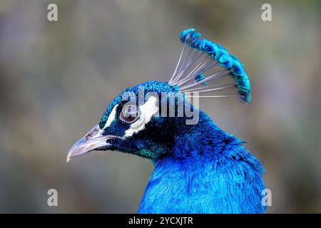 Dieses Stockbild zeigt eine Nahaufnahme eines Pfauens mit leuchtend blauen Federn und einem fein detaillierten Kopfwappen in einem natürlichen, unscharfen Hintergrund Stockfoto