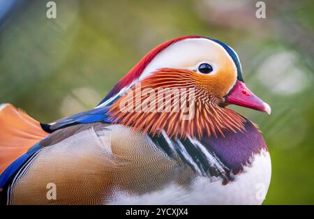 Eine detaillierte Nahaufnahme einer markanten Mandarin-Ente mit ihren lebhaften Farben und ihren komplizierten Federmustern. Stockfoto