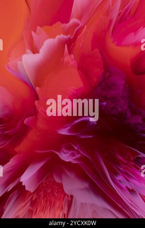 Diese Illustration zeigt einen dynamischen Anstoß von lebhaften Rosa- und Rottönen, die ein wirbelndes abstraktes Muster einer blühenden Blume erzeugen, die das Bild in seinen Bann zieht Stockfoto