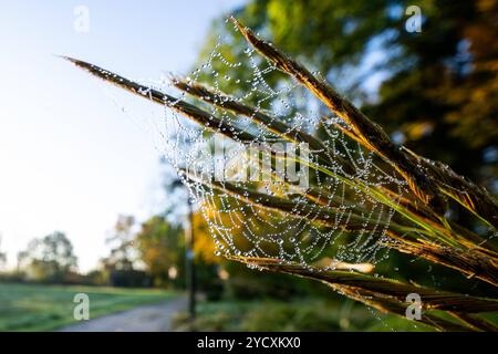 Herbstmorgen 24.10.2024: Ein Spinnennetz ist mit Tau überziehen und in der morgendlichen Sonne gut zu sehen. Rheda-Wiedenbrück Flora Park Nordrhein-Westfalen Deutschland *** Herbstmorgen 24 10 2024 Ein Spinnennetz ist mit Tau bedeckt und in der Morgensonne deutlich sichtbar Rheda Wiedenbrück Flora Park Nordrhein-Westfalen Deutschland Copyright: XDavidxInderliedx Stockfoto