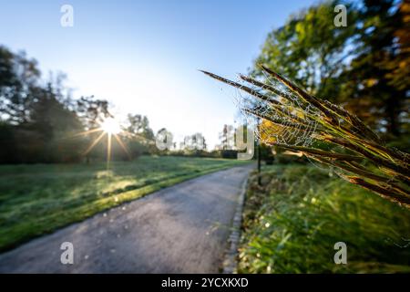 Herbstmorgen 24.10.2024: Ein Spinnennetz ist mit Tau überziehen und in der morgendlichen Sonne gut zu sehen. Rheda-Wiedenbrück Flora Park Nordrhein-Westfalen Deutschland *** Herbstmorgen 24 10 2024 Ein Spinnennetz ist mit Tau bedeckt und in der Morgensonne deutlich sichtbar Rheda Wiedenbrück Flora Park Nordrhein-Westfalen Deutschland Copyright: XDavidxInderliedx Stockfoto