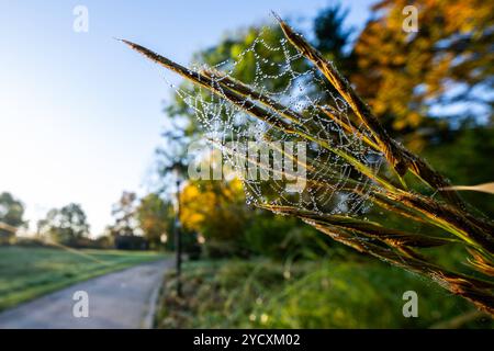 Herbstmorgen 24.10.2024: Ein Spinnennetz ist mit Tau überziehen und in der morgendlichen Sonne gut zu sehen. Rheda-Wiedenbrück Flora Park Nordrhein-Westfalen Deutschland *** Herbstmorgen 24 10 2024 Ein Spinnennetz ist mit Tau bedeckt und in der Morgensonne deutlich sichtbar Rheda Wiedenbrück Flora Park Nordrhein-Westfalen Deutschland Copyright: XDavidxInderliedx Stockfoto