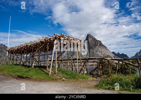 Fischköpfe trocknen auf Racks Stockfoto