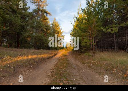 Sonnenuntergang auf unbefestigter Straße durch Fichtenwald. Hohe Bäume mit grünen und goldenen Blättern. Breit genug für zwei Autos, die von Wanderern und Radfahrern benutzt werden. Waldgeräusche e Stockfoto