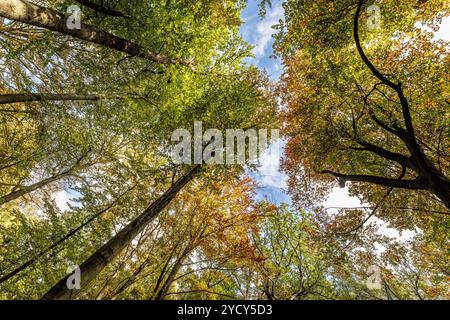 Arnsberg, Deutschland. Oktober 2024. In Arnsberg im Sauerland sind die Wälder gut mit Laubbäumen gemischt. Tote Fichtenbäume sind noch zu finden. Gemeinsam mit Experten aus Wald und Holz NRW stellte Landwirtschaftsminister Gorißen im Forstbildungszentrum Arnsberg die Ergebnisse des aktuellen Bundesforstinventars für Nordrhein-Westfalen vor. Quelle: Dieter Menne/dpa/Alamy Live News Stockfoto