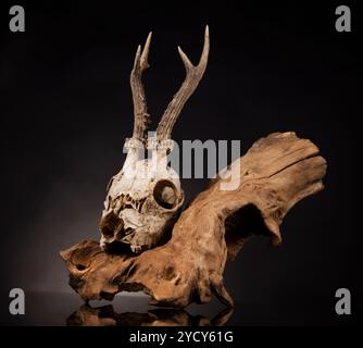 Verwitterte deer Skull, Schwarz Spiegel Hintergrund Stockfoto