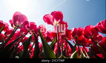 Frischer Frühling Tulpen mit Sky Stockfoto