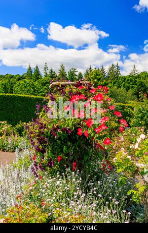 Eine bunte Anzeige der Sommer Rosen und Clematis, in der die Königin Mutter Rose Garden an der RHS Garden Rosemoor, Devon, England, Großbritannien Stockfoto