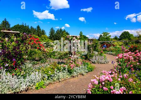 Eine bunte Anzeige der Sommer Rosen und Clematis, in der die Königin Mutter Rose Garden an der RHS Garden Rosemoor, Devon, England, Großbritannien Stockfoto