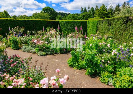 Eine farbenfrohe Ausstellung von Sommerrosen und Fuchshandschuhen im Queen Mother's Rose Garden im RHS Garden Rosemoor, Devon, England, Großbritannien Stockfoto