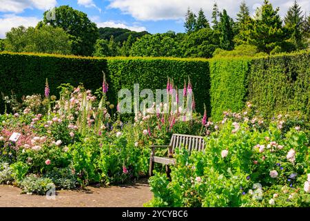 Eine farbenfrohe Ausstellung von Sommerrosen und Fuchshandschuhen im Queen Mother's Rose Garden im RHS Garden Rosemoor, Devon, England, Großbritannien Stockfoto