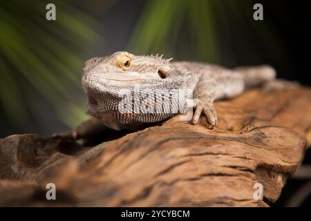 Lizard Wurzel, Bartagamen auf Black Mirror Hintergrund Stockfoto