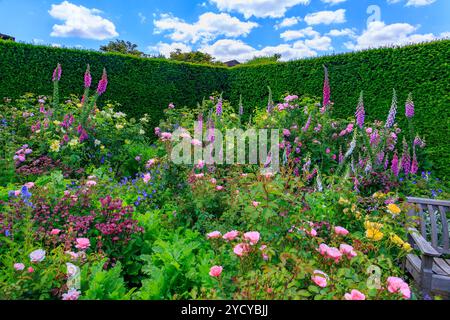 Eine farbenfrohe Ausstellung von Sommerrosen und Fuchshandschuhen im Queen Mother's Rose Garden im RHS Garden Rosemoor, Devon, England, Großbritannien Stockfoto