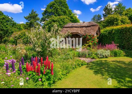 Eine farbenfrohe Ausstellung von Lupinen im Cottage Garden im RHS Garden Rosemoor, Devon, England, Großbritannien Stockfoto