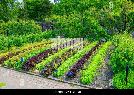 Ordentliche Reihen von bunten Salat im Gemüsegarten an der RHS Garden Rosemoor, Devon, England, Großbritannien Stockfoto