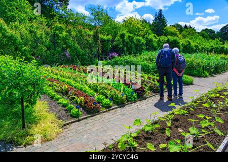 Ordentliche Reihen von bunten Salat im Gemüsegarten an der RHS Garden Rosemoor, Devon, England, Großbritannien Stockfoto