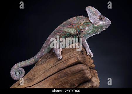 Grüne Chamäleon auf der Wurzel, lizard, schwarzer Hintergrund Stockfoto