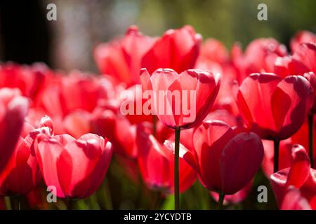 Schöne Nahaufnahme makro Tulip Stockfoto