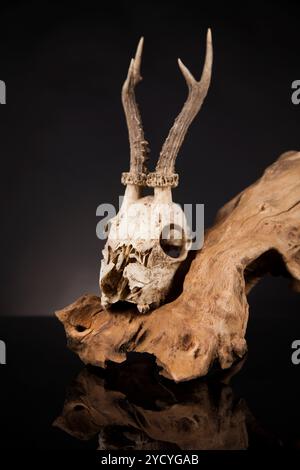 Verwitterte deer Skull, Schwarz Spiegel Hintergrund Stockfoto