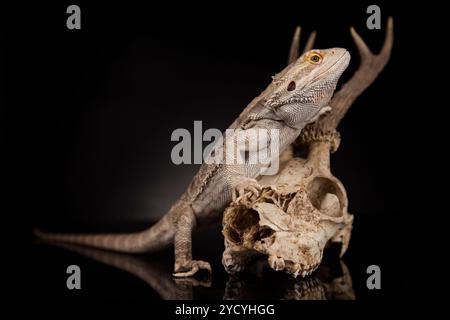 Tierschädel, Geweih, Eidechse auf schwarzem Spiegelhintergrund Stockfoto