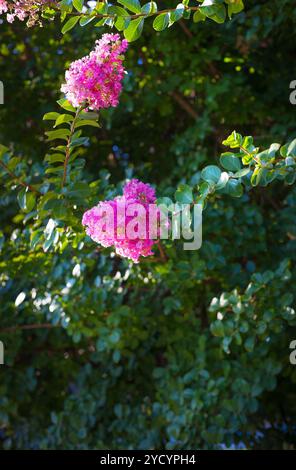 Der schöne Sommer Blumen in der Sonne. Stockfoto