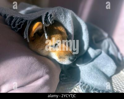 Nachdenklicher Shiba Inu mit einem traurigen Ausdruck, Kopf unter einer Decke. Die Stimmung ist nachdenklich und besinnlich. Hochwertige Nahaufnahmen. Kopierbereich verfügbar. Stockfoto